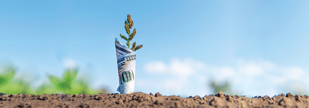 Image of Dollar money with plant growing on top