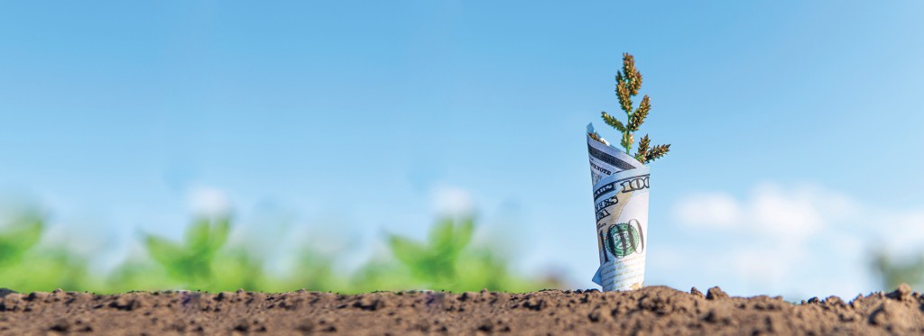 Cash Rewards Growing on the Ground